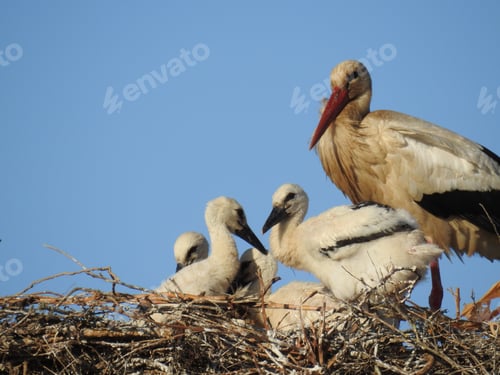 Preview: Stork with its babies perched on a grassy nest against a blue sky