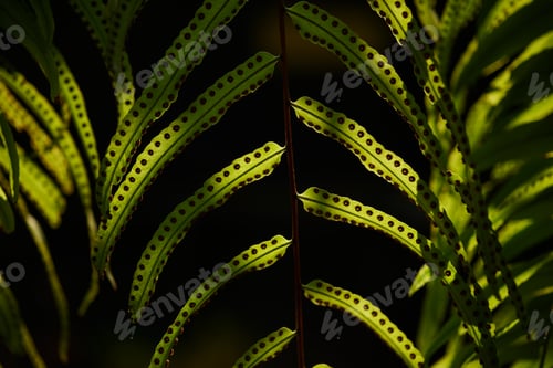 Vista previa: Close-up view of green leaf and light
