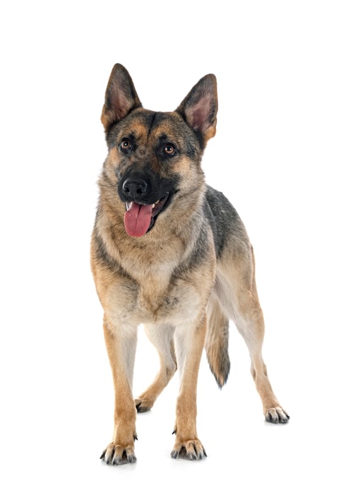 Preview: gray german shepherd