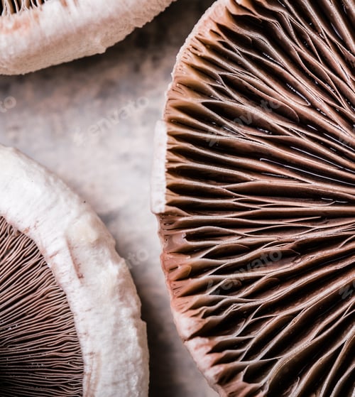 Preview: Texture of fresh mushrooms. Champignons (button mushrooms) on smooth reflective surface