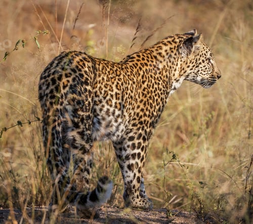 Preview: A Beautiful Namibia Wildlife picture of World