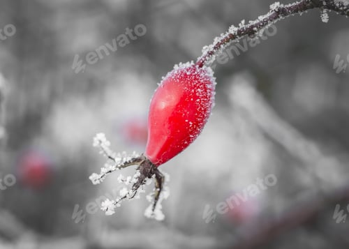 Preview: some red berries and frost on a bush in the woods