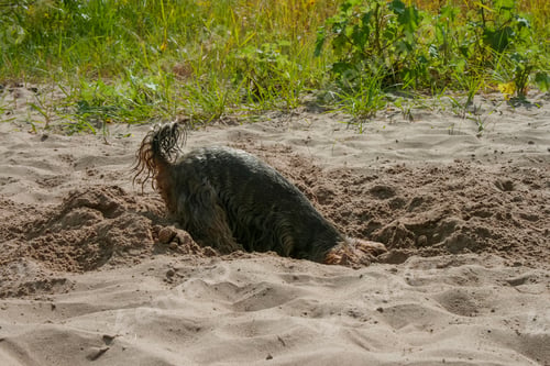 Preview: dog digs a hole in the sand