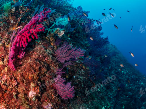 Preview: school of small fish swimming near colorful coral
