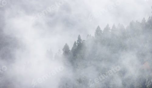 Preview: Green Evergreen Trees in a forest on top of a mountain covered in clouds and fog.