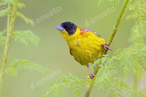 Preview: Black Headed Bunting perched in herb in breeding habitat