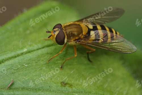 Preview: Closeup on the Common banded hoverfly, Syrphus ribesii, sitting on a green leaf