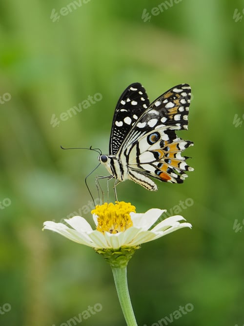 Preview: butterfly on flower
