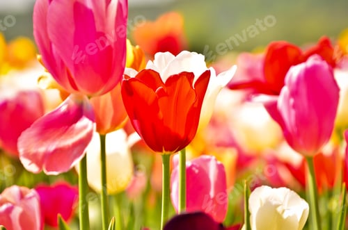 Preview: many colourful tulips in the field