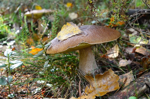 Preview: Oak mushroom