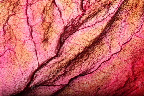 Preview: Dry Leaf Texture Abstract Background