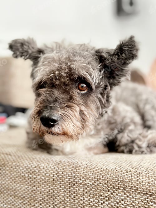 Preview: Portrait Of A Cute Happy Domestic Dog With Adorable Eyes And Curly Hair At Home Natural Light Colors