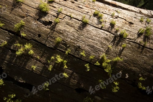 Preview: The bark of the pine tree as the background