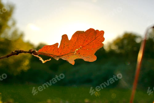 Preview: Beautiful autumn leaves. Colourful foliage in the park.