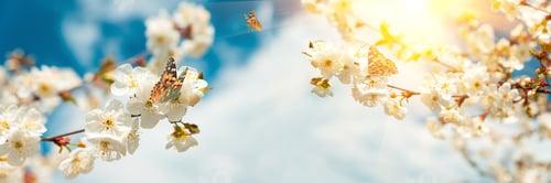 Preview: Banner 3:1. White cherry blossom sakura with flying butterflies in spring time against blue sky.