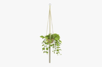 Preview: Pothos Hanging Plant in Macrame