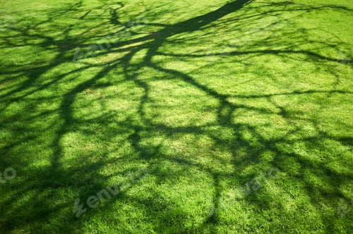 Preview: Green lawn with tree shadow at sunlight
