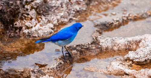 Preview: Small Colorful Bird at Hot Spring Landscape with unique ground formation.