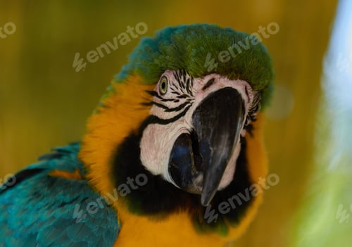 Preview: Selective focus closeup shot of a blue yellow macaw bird