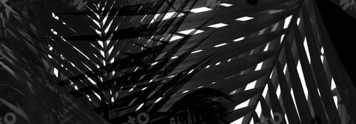 Preview: Black and white Palm tropical plants leaf. Nature light and shadow long horizontal background.