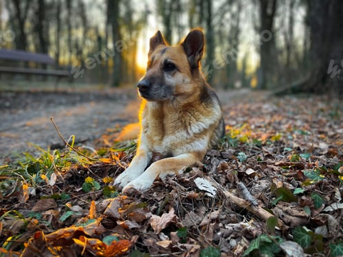Preview: Dog at sunset