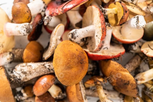 Preview: Wild mushrooms