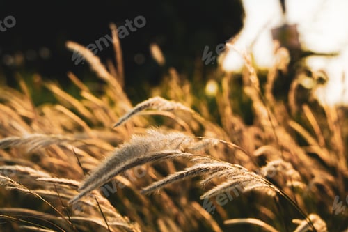 Preview: grass flower with sunset light for background