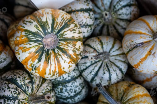 Preview: Closeup shot of orange pumpkins being sold in the market