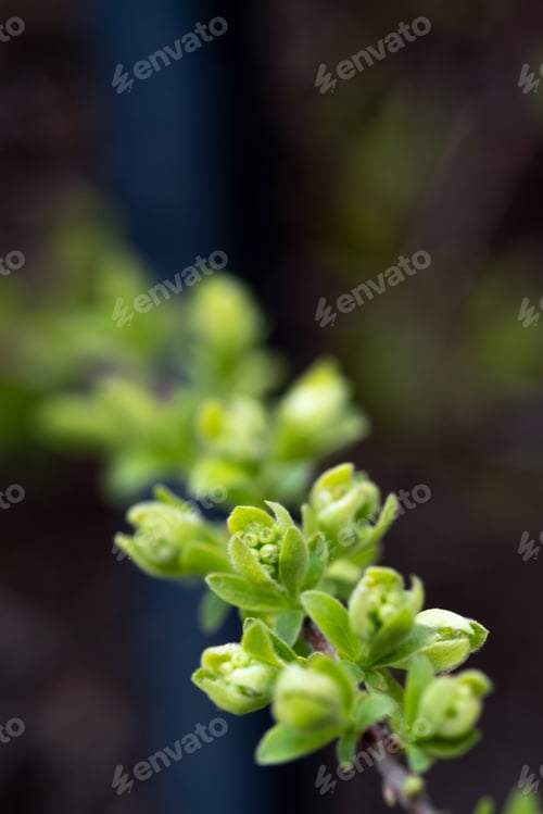 Preview: A branch with young leaves in natural conditions in spring.