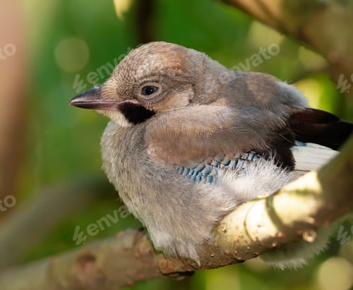 Preview: Eurasian jay, Garrulus glandarius. Young bird sits on a thick branch of a tree