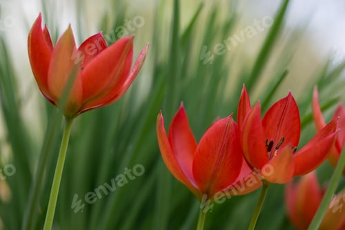 Preview: Vibrant arrangement of red tulips surrounded by lush green foliage