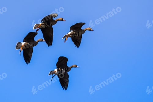Preview: Flying Greater White-fronted Geese