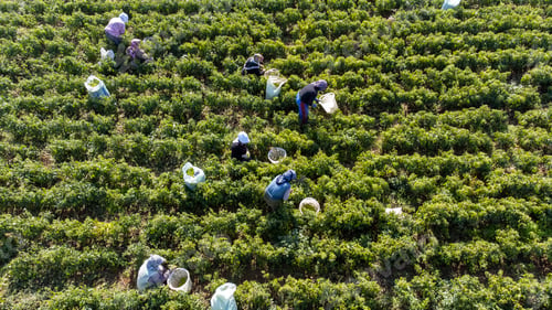 Preview: Torbali - Izmir - Turkey, November 4, 2021, Seasonal workers working in a pepper field