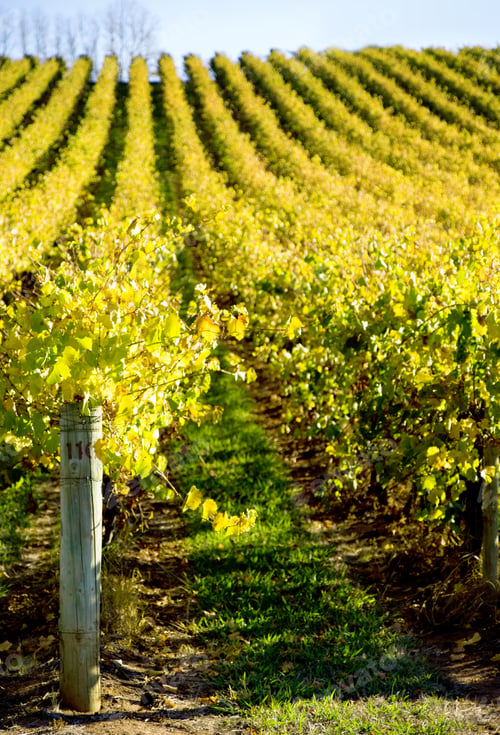Preview: Rolling Vines
