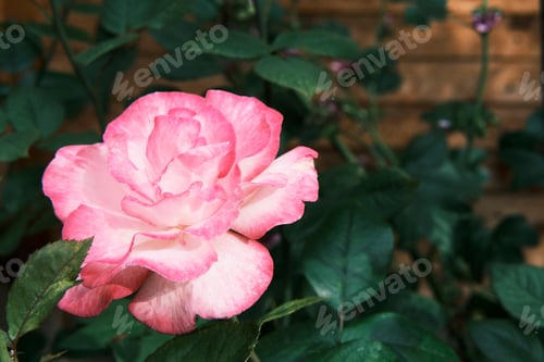 Preview: Delicate fresh white-pink blossomed rose bud on rose bush in botanical garden.
