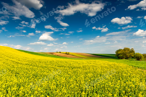 Preview: Beautiful Spring Season in Countryside. Canola Fields,Trees and Blue Sky