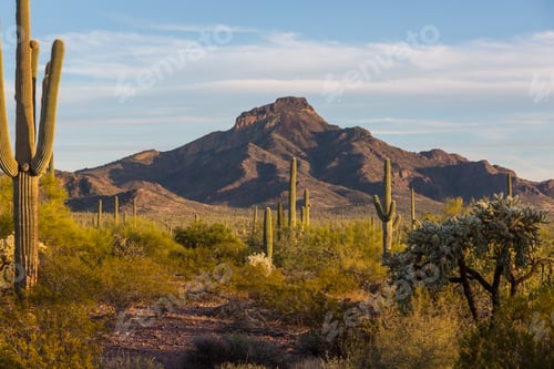 Preview: Saguaro