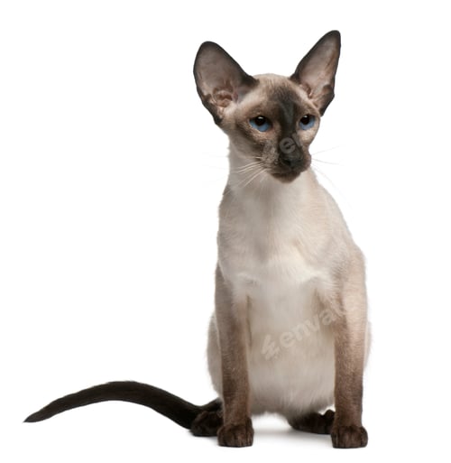 Preview: Balinese cat, 5 years old, sitting in front of white background