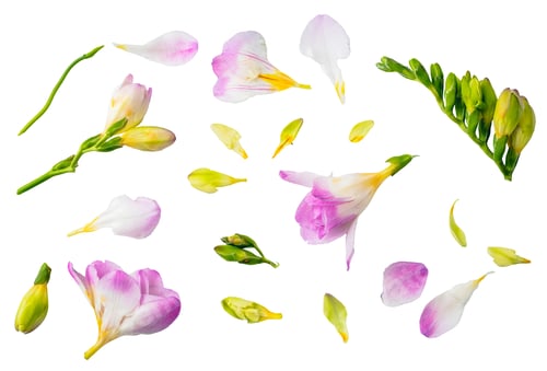 Preview: Parts of flower, stem, leaves floral collection isolated on transparent white background