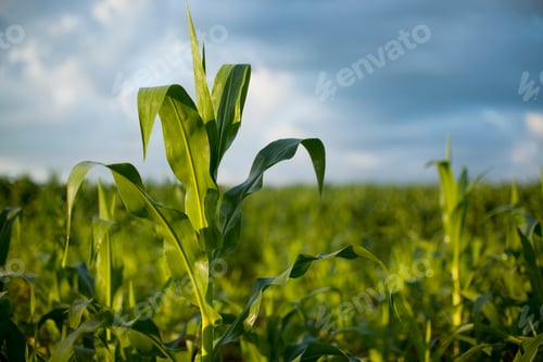Preview: Young Corn Plant in Morning Light with Defocused Field Behind