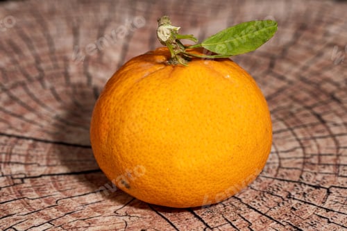 Preview: Mandarin orange sits atop a wooden tree stump with vibrant green leaves sprouting from the sides