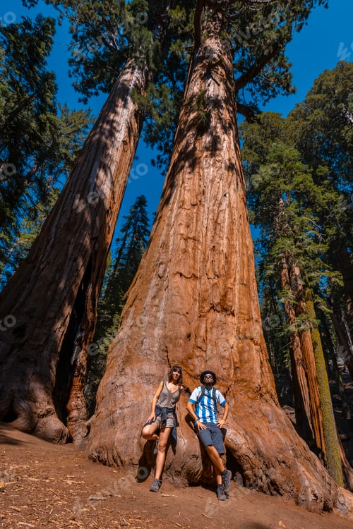 Preview: A couple with the texture of a tree bark in Sequoia National Park, California