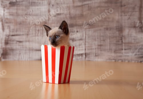 Preview: a small siamese kitten in a red and white striped bowl