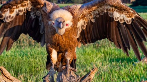 Preview: Eurasian Griffon Vulture