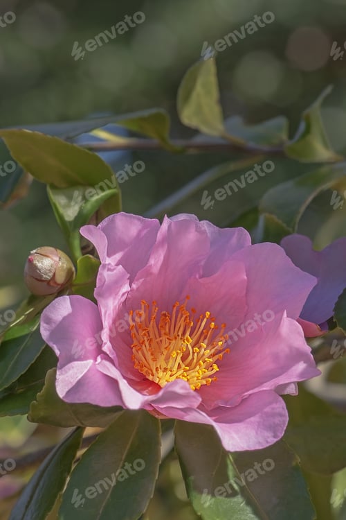 Preview: Winter'S Fancy Hybrid Camellia (Camellia X Hybrid Winter'S Fancy)