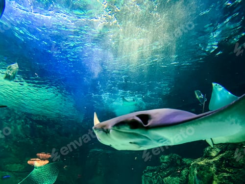 Preview: Stingray in the aquarium. Underwater world. Marine life at Aquarium, Toronto, Canada