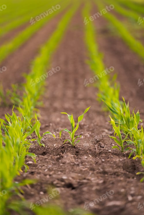 Preview: Growing young maize seedling in cultivated agricultural farm field