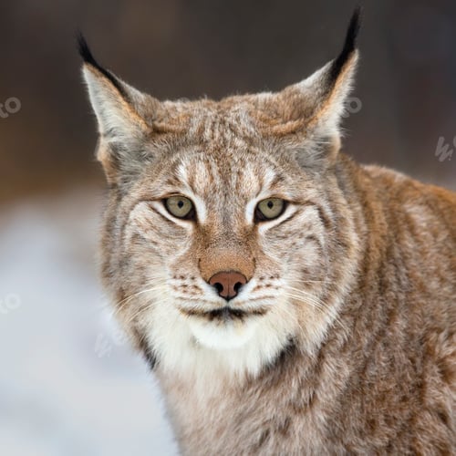 Preview: Lynx looking into camera