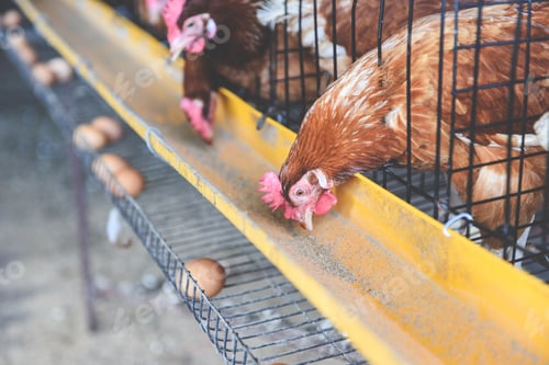 Preview: Closeup of hen in cage on agriculture farm