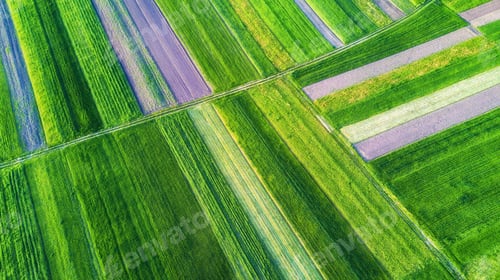 Preview: Agricultural aerial landscape. Rows on the field.